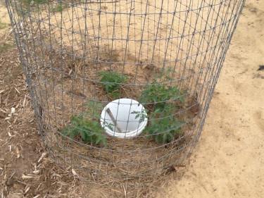 The initial planting of the tomato experiment.