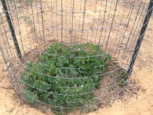 2x4 fencing is impossible to reach through.