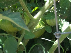 A small sampling of the large amount of fruit on the vine.