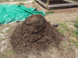 Not brushwood compost, but a fresh pile of hot compost made from cow manure, old hay, leaves, and other farm wastes. This should provide us with a good approximation to test this method of planting.