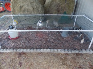This is our chick raising pen. It does a wonderful job for us and provides a safe space for the young birds to grow some in preparation of joining the flock.
