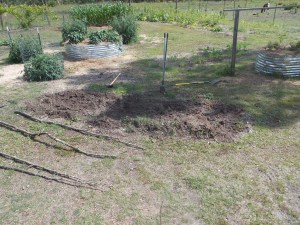A nice spot for a test tomato plantation very near the back door of our home.