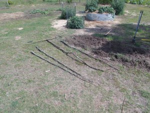 Four nine foot Turkey Oak saplings will make excellent tomatoes stakes for this plantation.