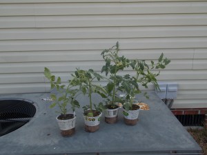 Four indeterminate tomatoes ready for pre-planting soak. 