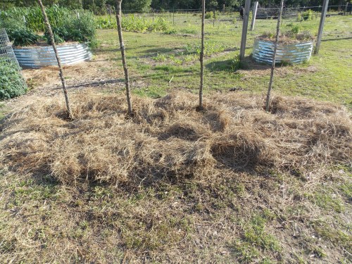 The completed plantation covered with three inches of compost and four inches of hay mulch.