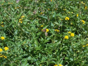 Bee balm. A great flowering ground cover that the bees and butterflies love.