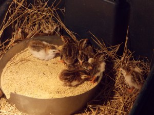 Why is it that no matter the size of the space that you give them the birds will always end up sitting in their food?