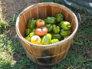 Thankful for such bounty.