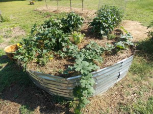 Our large raised bed that provides various items for our kitchen. Currently you can see the luffa gourd vine spilling off.