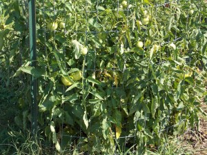 Bearing heavy in spite of pests, but many fruit ave been damaged by worms and blossom end rot.