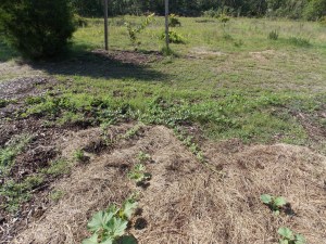 Australian winter squash and cantaloupe growing well. I look forward to the melons during the summer and the squash when summer has long past.  