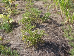 Potatoes nearly ready to harvest.