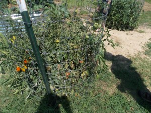 Ahh, delicious tomatoes, if only they were easier to get to.