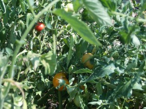 Leaf footed bug, my guineas would love to eat them but cannot reach them. My chickens would love to eat them too but I am unable to gather them.