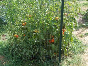 Producing so well in spite of the difficulties.