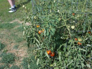 Loaded with fruit. I have been impressed with the resiliency of the plants and their production. 
