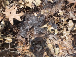 The beginning of soil building happening at the bottom of the pile.