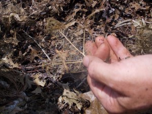 This leaf skeleton is all that remains of the once green oak leaf.
