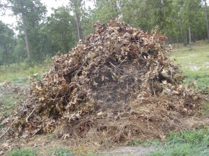 Re-piled to a height of about six feet with a base of about 8 feet. A little taller and wider than Jean Pain's recommendations, but I doubt that will be a problem.